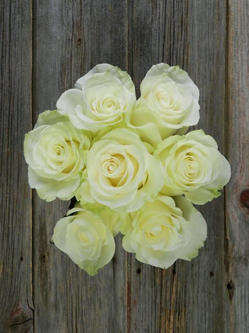 MONDIAL  WHITE ROSE